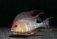 Geophagus