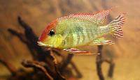 Geophagus