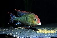 <i>Geophagus pyrocephalus</i>