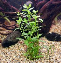 <i>Hygrophila polysperma</i>