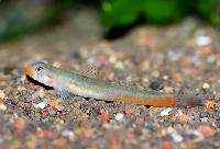 Rödläppad goby