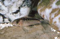 <i>Corydoras elegans</i>