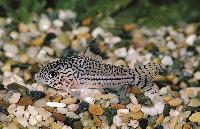 <i>Corydoras julii</i>