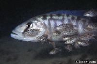 Tyrannochromis med yngel - G malawi 1