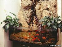 Paludarium med Guldfiskar