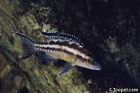 <i>Neolamprologus buescheri</i>, Cape Kachese