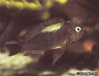 <i>Tropheus brichardi</i>, Nyanza Lac