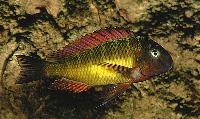 <i>Tropheus moorii</i>, Kasanga