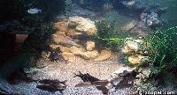 Niger flods-biotop. Akvarium 120x50x50.