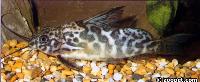 <i>Synodontis greshoffi</i>