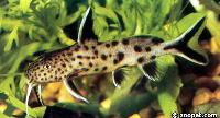 <i>Synodontis petricola</i>