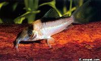 <i>Corydoras imitator</i>