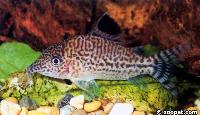 <i>Corydoras leopardus</i>