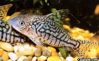 <i>Corydoras sodalis</i>