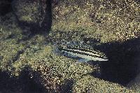 <i>Julidochromis dickfeldi</i>