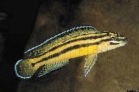 <i>Julidochromis marksmithi</i>