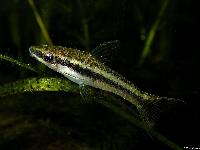 <i>Otocinclus vittatus</i>