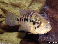 <i>Parachromis managuensis</i> (hona)