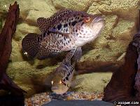 <i>Parachromis managuensis</i> (par)