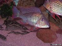 <i>Geophagus altifrons</i>