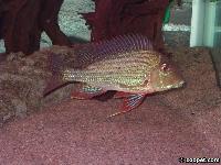 <i>Geophagus altifrons</i>