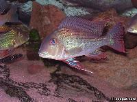 <i>Geophagus altifrons</i>