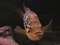<i>Parachromis managuensis</i>