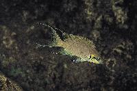 <i>Neolamprologus brichardi</i>, Rutunga