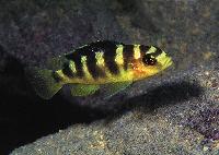 <i>Pseudotropheus crabro</i>