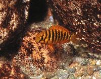 <i>Tropheus brichardi</i>, Ulwile