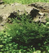 Vesicularia dubyana