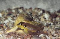 <i>Lamprologus ocellatus</i>, Nkamba Bay