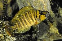 <i>Altolamprologus compressiceps</i>, Kigoma