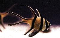 <i>Pterapogon kauderni</i>