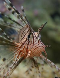 <i>Pterois volitans</i>