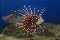 <i>Pterois volitans</i>