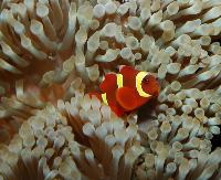 <i>Amphiprion percula</i>?