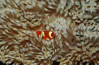 <i>Amphiprion percula</i>?