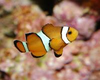 <i>Amphiprion percula</i>?