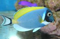 <i>Acanthurus leucosternon</i>