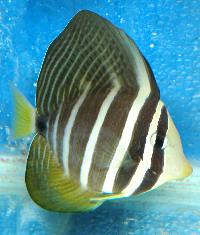 <i>Zebrasoma veliferum</i>