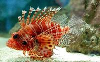 <i>Pterois volitans</i>