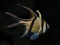 <i>Pterapogon kauderni</i>