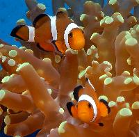 <i>Amphiprion percula</i>?