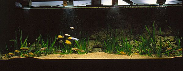 Visst kan man ha växter (här Vallisneria) i ett Malawiakvarium. Foto: Kjell Fohrman
