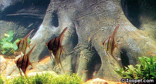 Ett stim med majestätiska altum-skalarer (Pterophyllum altum) i ett akvarium är en vacker syn.
