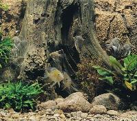 Sydamerikaakvarium med skalarer och <i>Geophagus</i> + BTN Amazonas