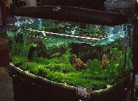 Öppet akvarium med rundade rutor