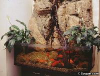 Paludarium med Guldfiskar och <i>Spathiphyllum wallisii</i>