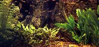 BTN Miniamazonas, kilfläcksrasbora, Corydoras och sebrafisk.